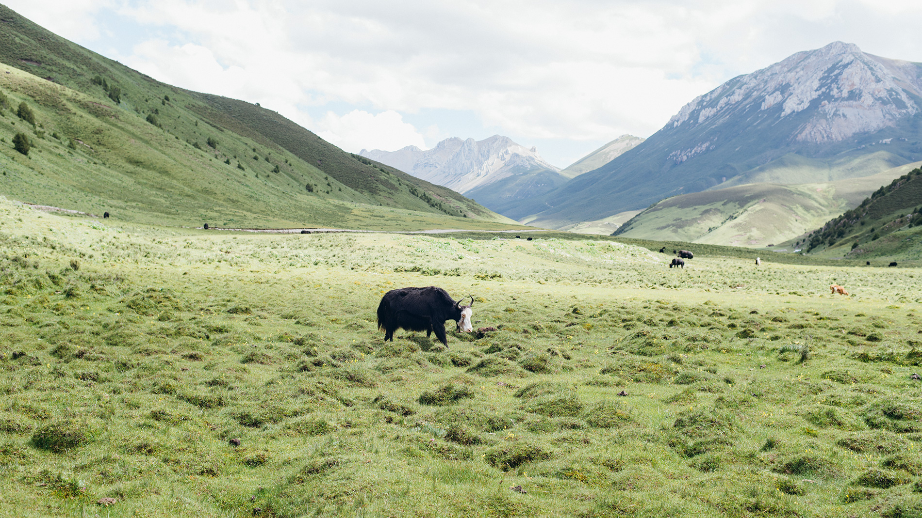 藏牧深情-在地11天