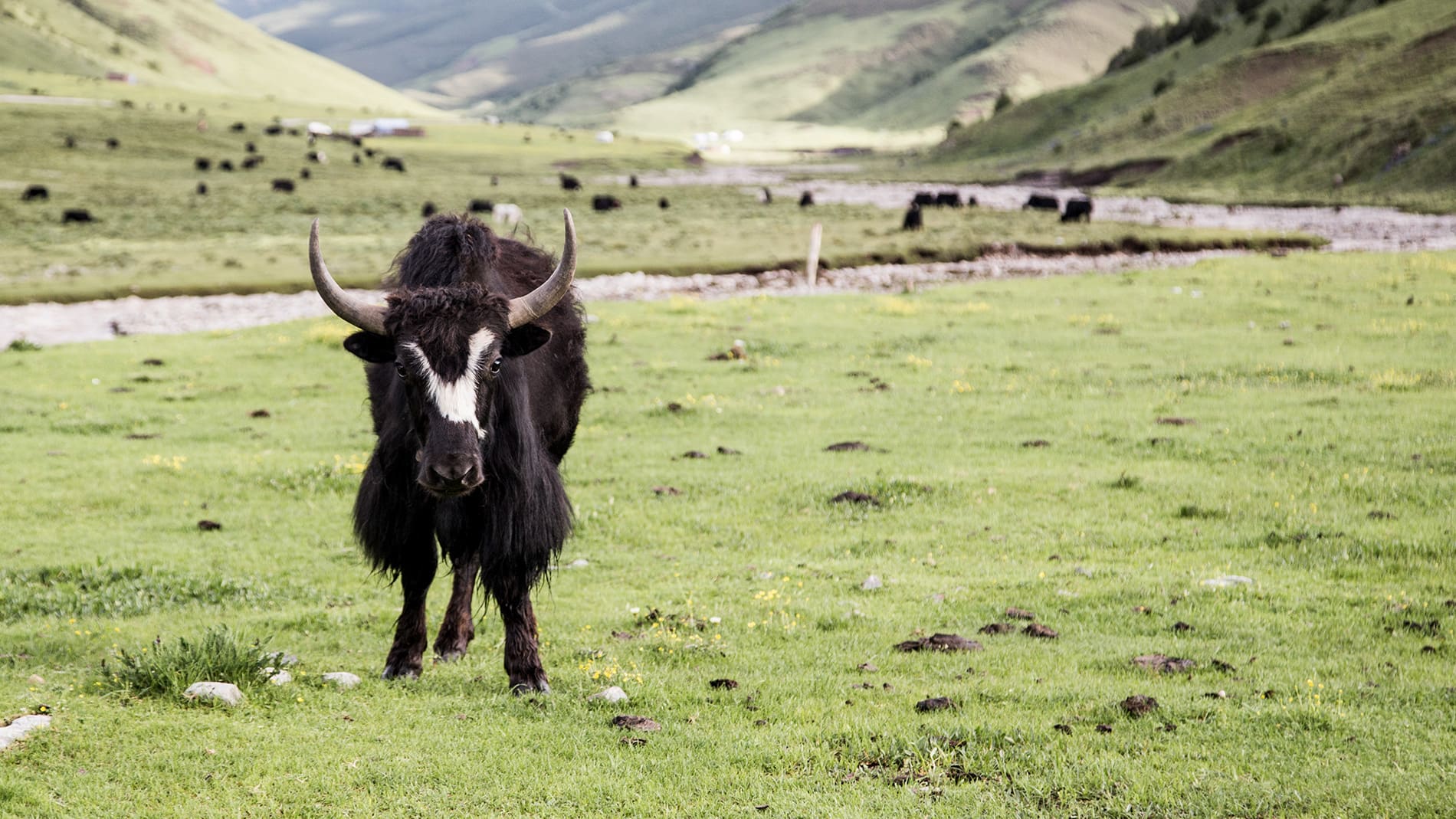 藏原野奢-在地7天