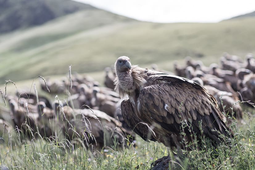 藏原野奢-在地7天 天葬師交流