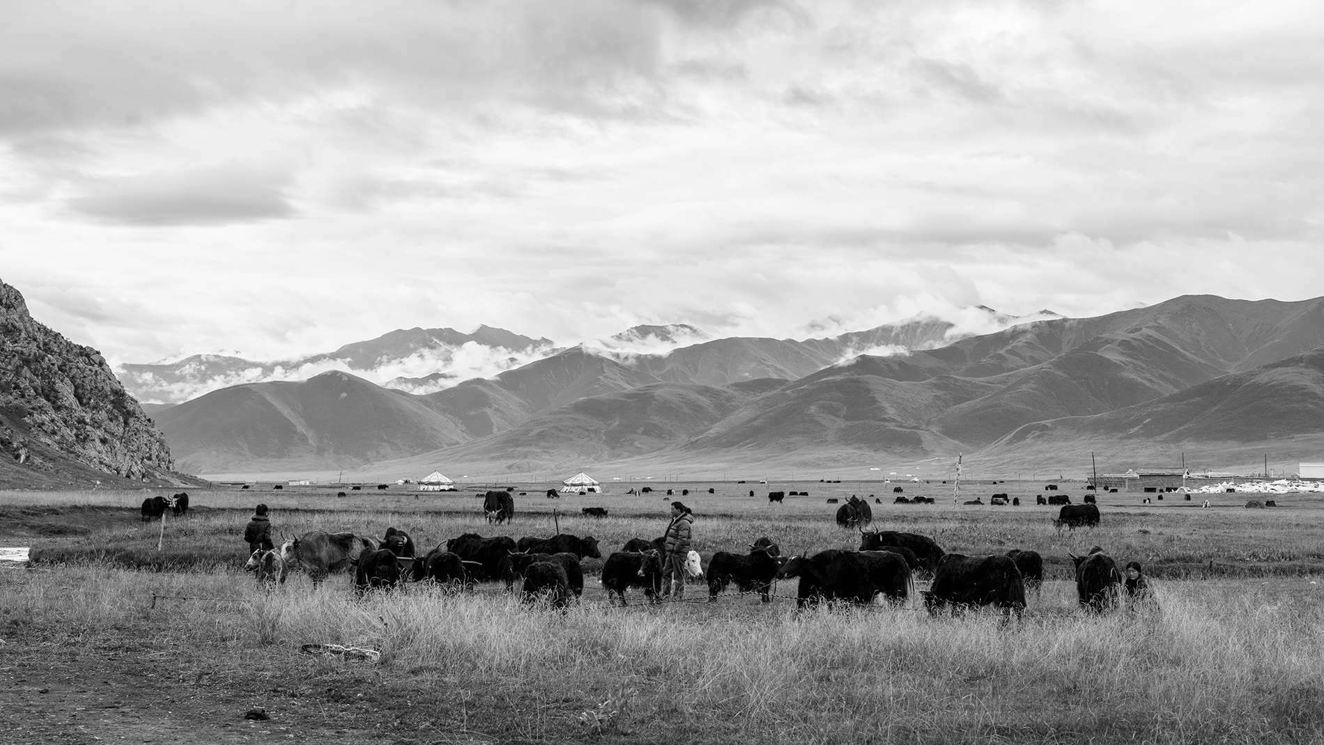 藏牧深情-在地11天