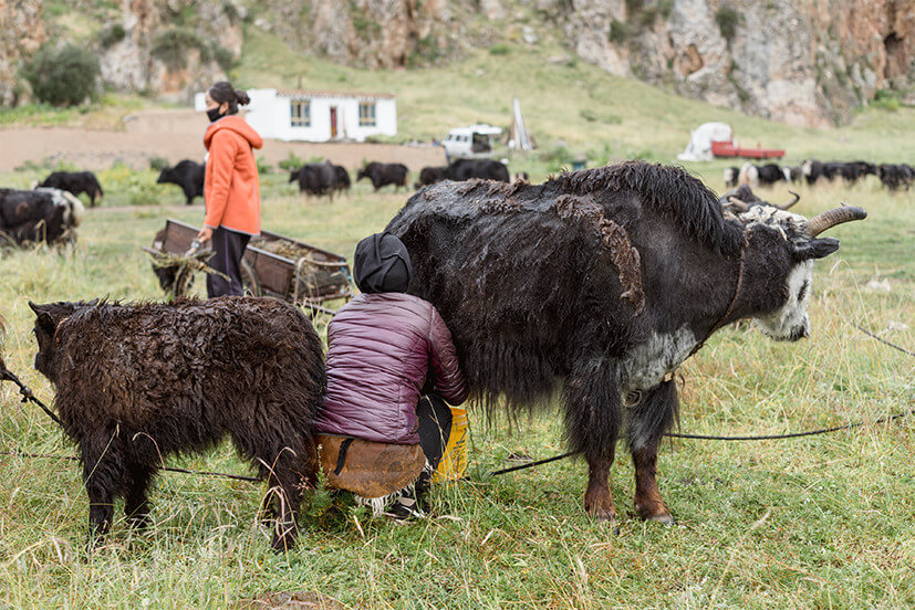 藏牧深情-在地11天 游牧學堂