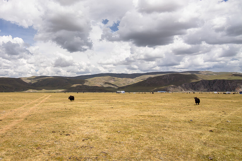 藏牧深情-在地11天 高山健走