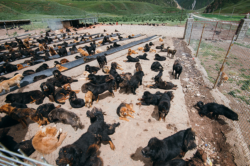 藏牧深情-在地11天 藏寨村落